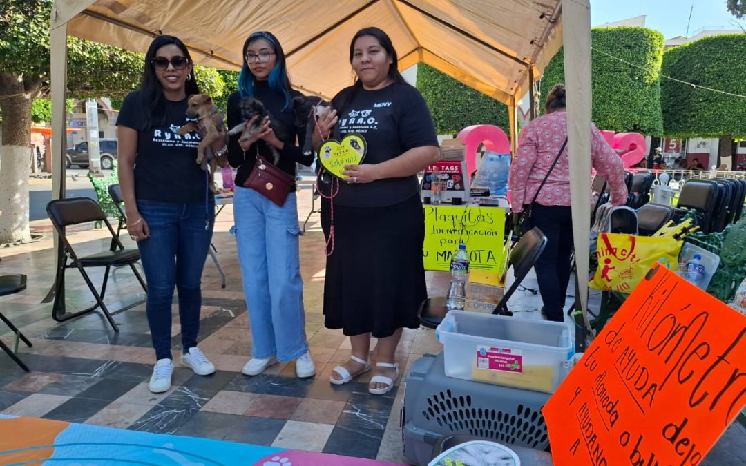 Organizan kilómetro perrón de ayuda por lomitos que requieren atención